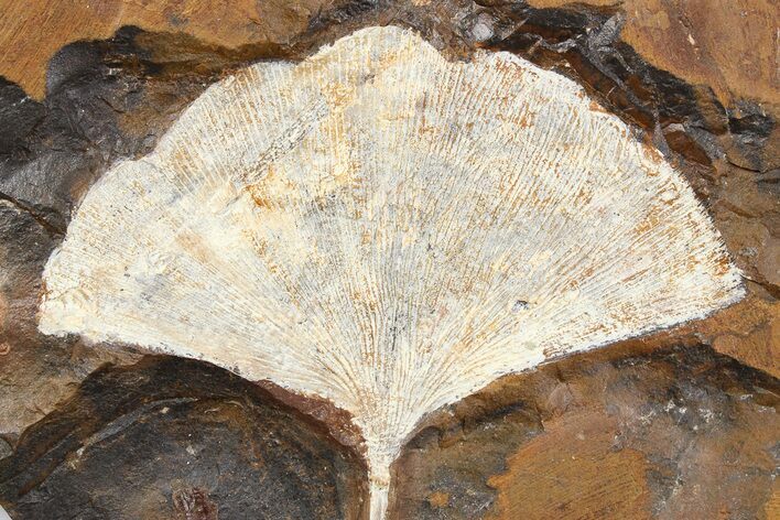 Fossil Ginkgo Leaf From North Dakota - Paleocene #262609